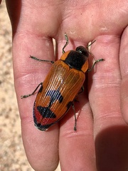 Temognatha