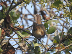 Phylloscopus trochiloides