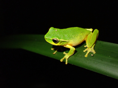 Ranoidea phyllochroa