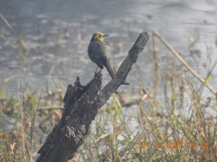 Motacilla citreola