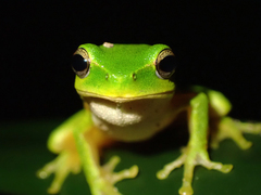 Ranoidea phyllochroa