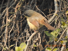 Prinia socialis