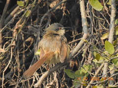 Prinia socialis