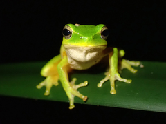 Ranoidea phyllochroa