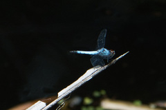 Brachydiplax denticauda