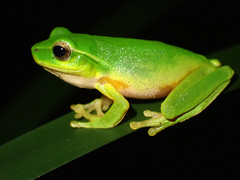 Ranoidea phyllochroa