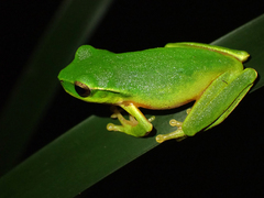 Ranoidea phyllochroa