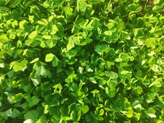 Medicago arabica