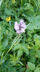 Dactylorhiza fuchsii