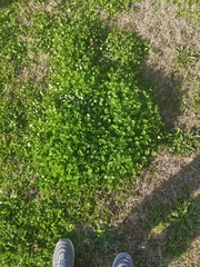 Medicago arabica