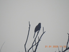 Eudynamys scolopaceus