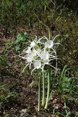 Hymenocallis