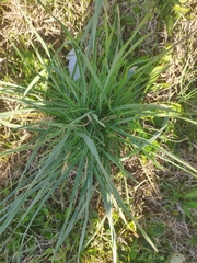Dactylis glomerata