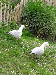Larus argentatus