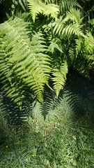 Oreopteris limbosperma