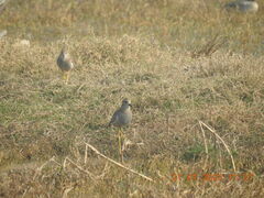 Vanellus leucurus