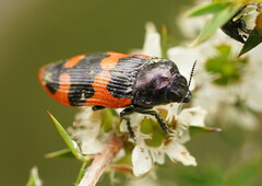 Castiarina bremei