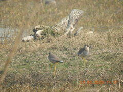 Vanellus leucurus