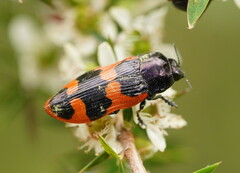 Castiarina bremei