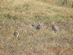 Vanellus leucurus