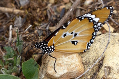Danaus chrysippus orientis