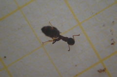 Dolichoderus quadripunctatus