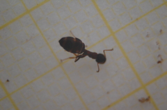 Dolichoderus quadripunctatus