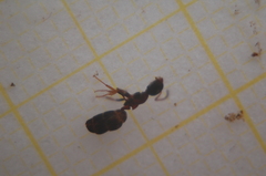 Dolichoderus quadripunctatus