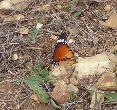 Danaus chrysippus orientis