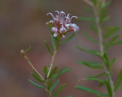 Grevillea sphacelata