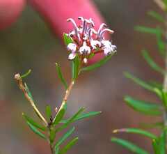 Grevillea sphacelata