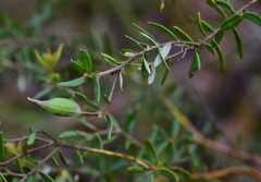 Grevillea sphacelata