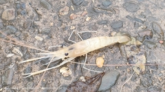 Macrobrachium rosenbergii