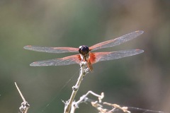 Tramea insularis
