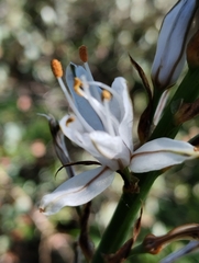 Asphodelus