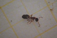 Dolichoderus quadripunctatus