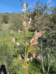 Asphodelus