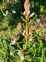 Asphodelus