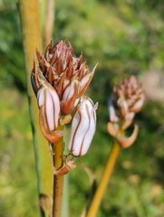 Asphodelus