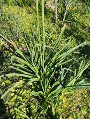 Asphodelus
