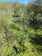 Asphodelus