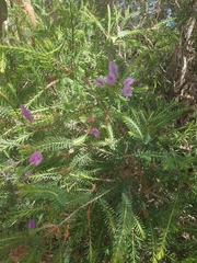 Melaleuca decussata
