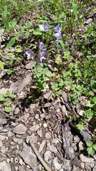 Clinopodium grandiflorum
