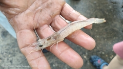 Penaeus
