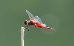 Tramea insularis