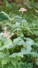 Adenostyles alliariae