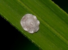 Ceroplastes rusci
