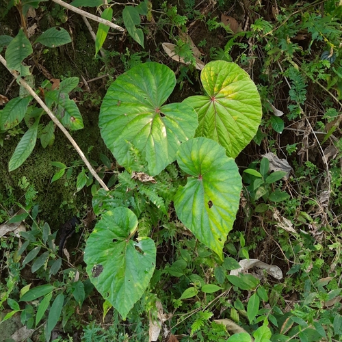 Begonia aborensis