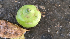 Sonneratia caseolaris