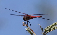 Tramea insularis